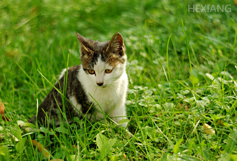 老镜头下的小猫咪