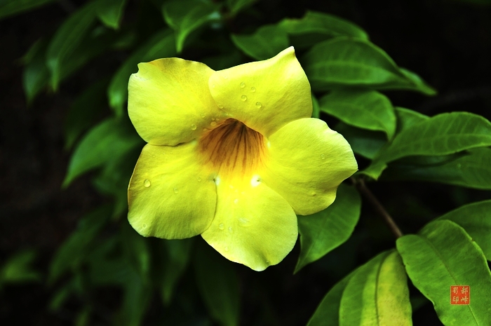 花的故事