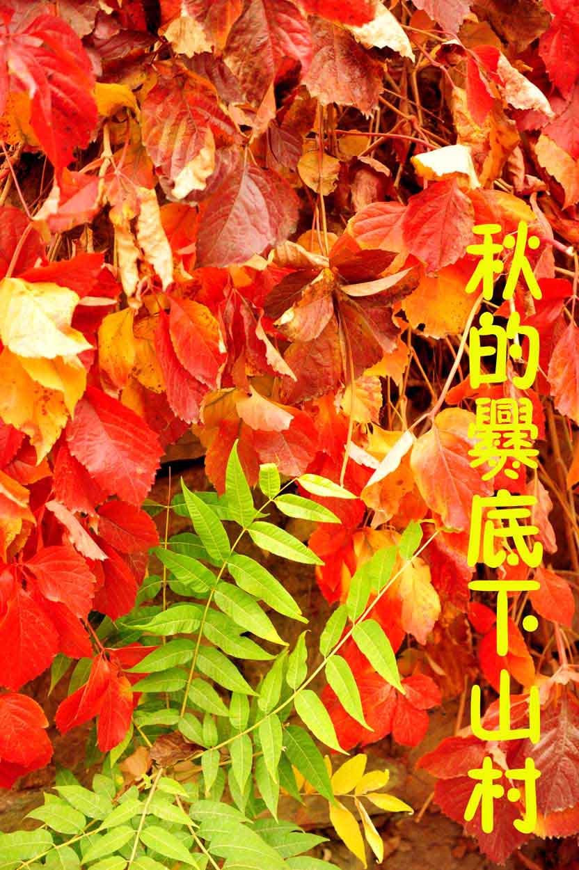 秋的爨底下山村掠影