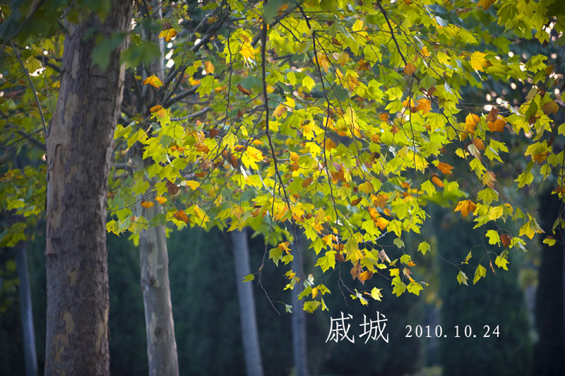 秋染戚城