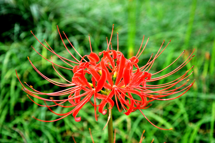 奇花