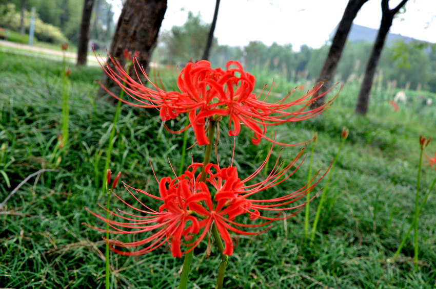 奇花