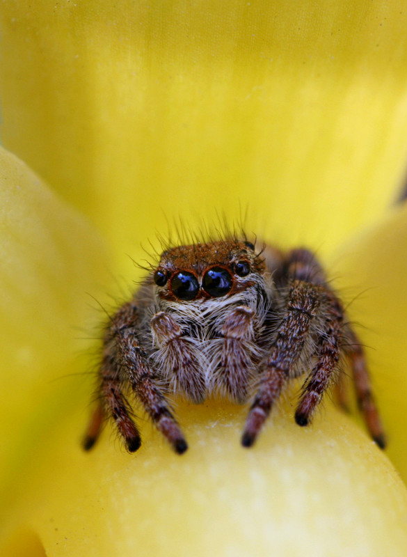 微距  一组跳珠