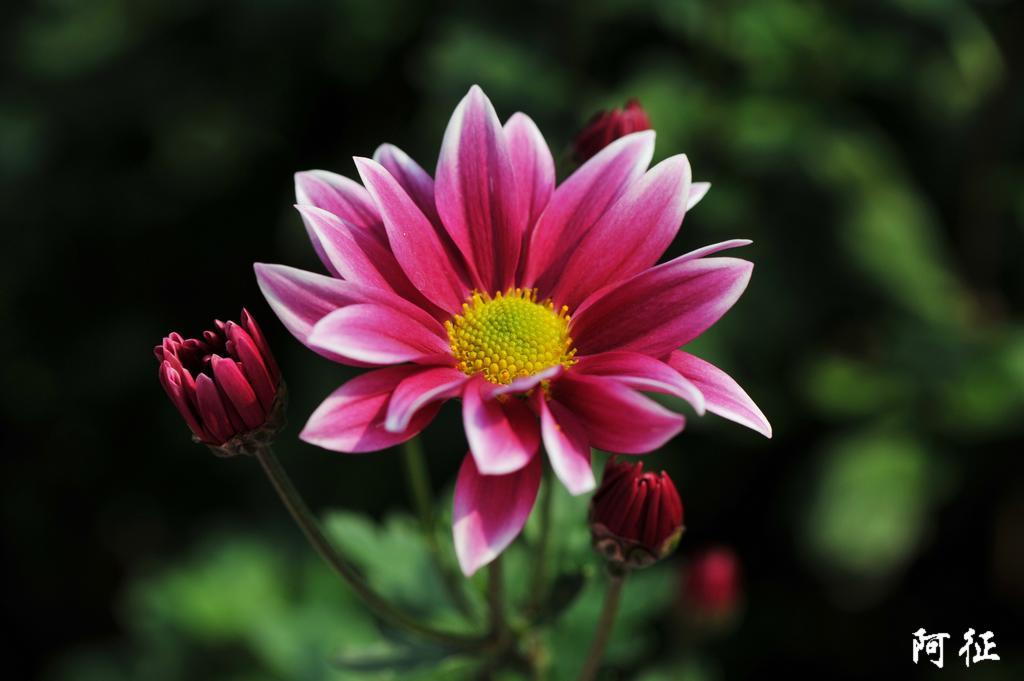 开封菊花