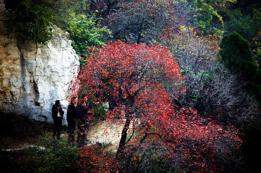 青山红叶叠翠岭