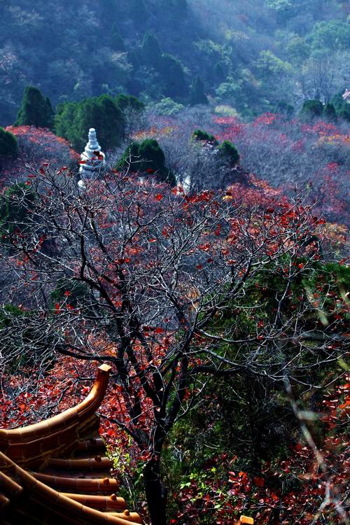 青山红叶叠翠岭
