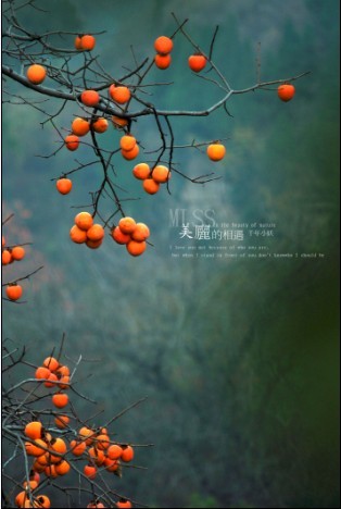 柿子红叶