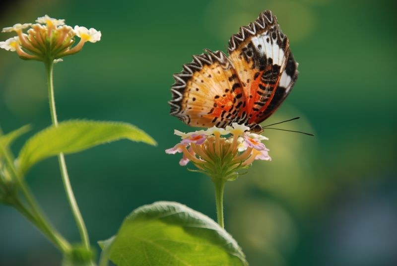 蝴蝶与花