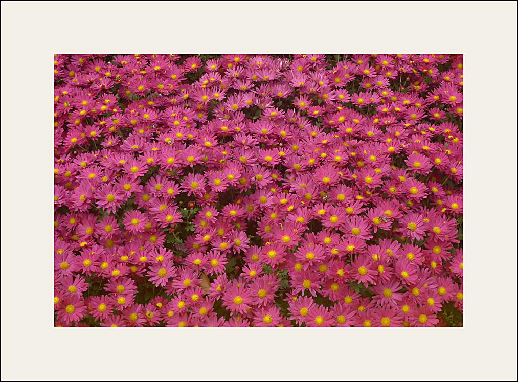 梅兰竹菊花卉帖