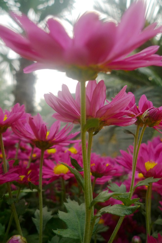 梅兰竹菊花卉帖