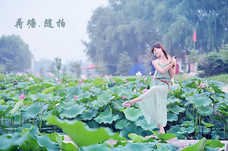 荷塘随舞