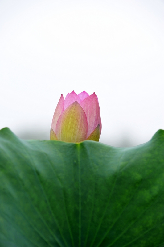梅兰竹菊花卉帖