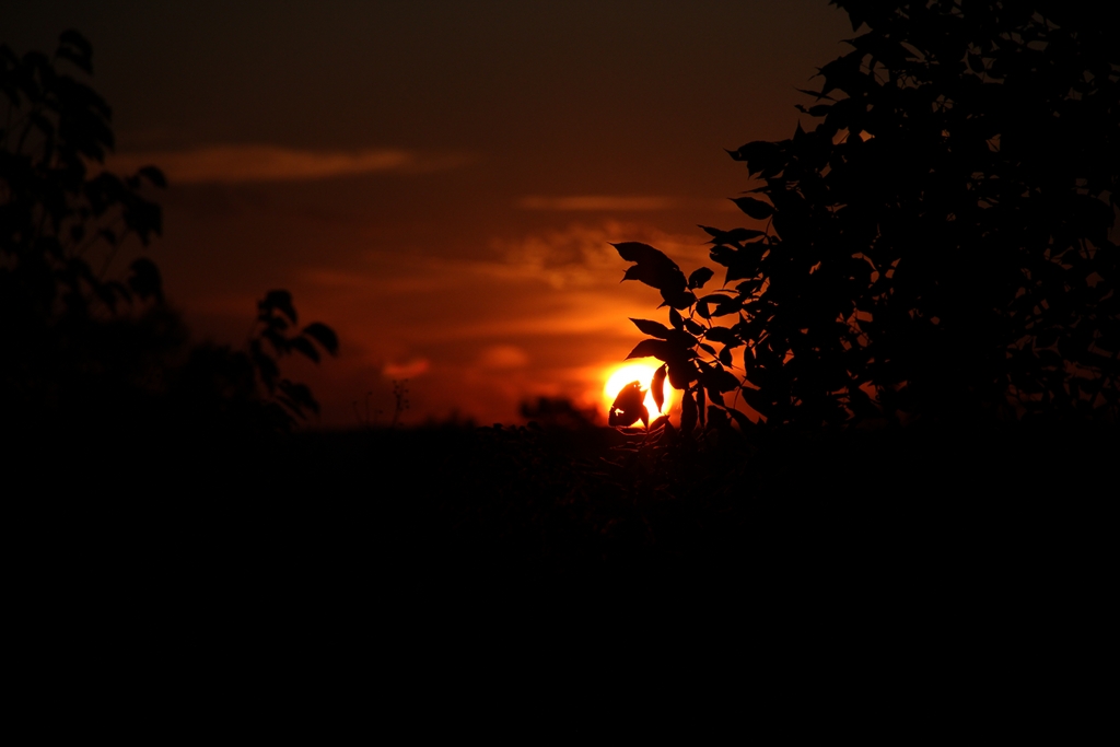 仲夏 夕阳