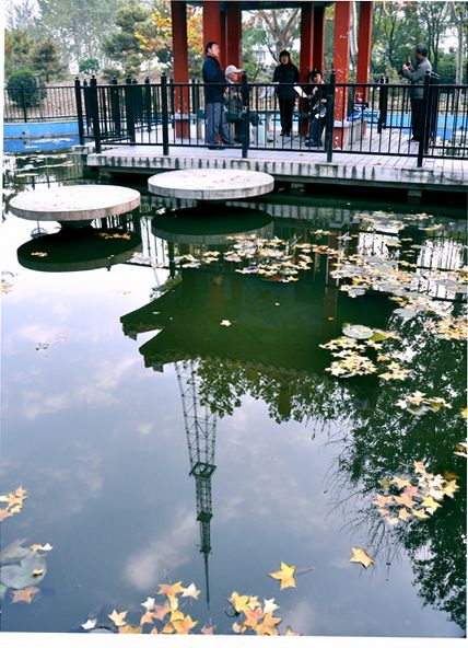新蕾小景
