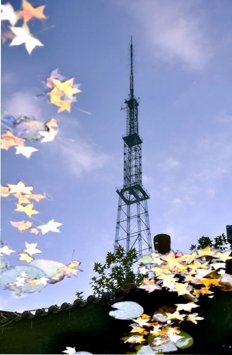 新蕾小景