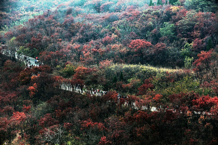 红叶谷2