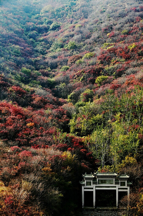红叶谷2
