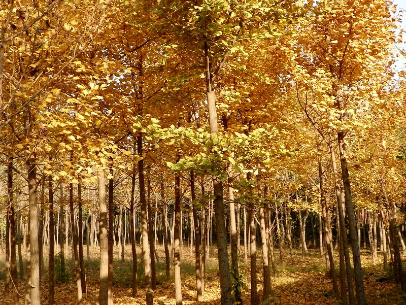 [原创]留住秋天
