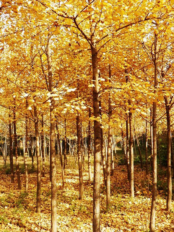 [原创]留住秋天
