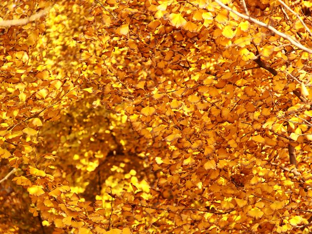 [原创]濮上秋色