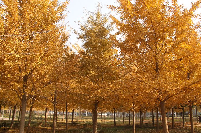 [原创]濮上秋色8
