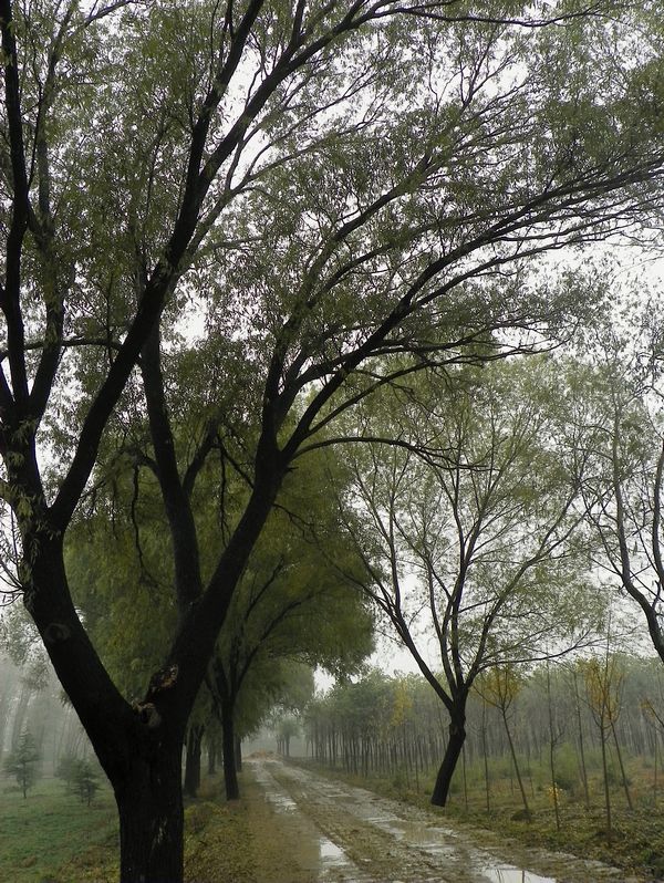 [原创]雨雾蒙蒙