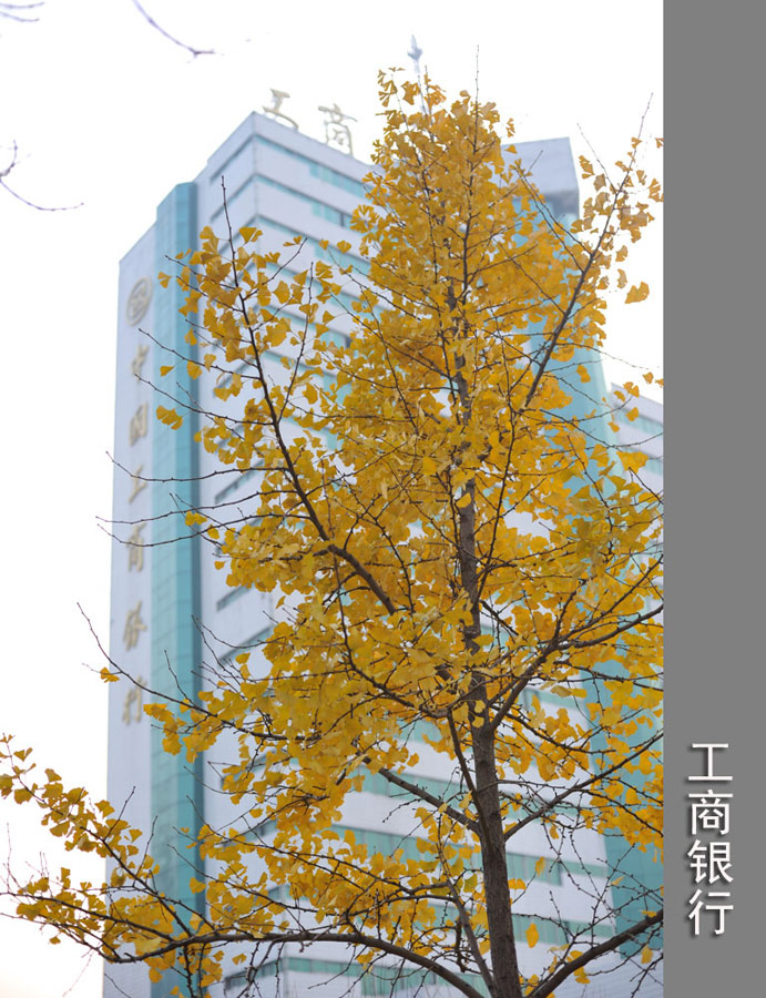 大家都说说濮阳哪里有银杏树？