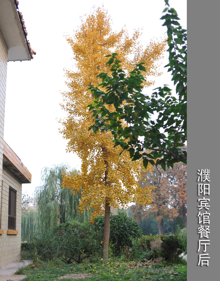 大家都说说濮阳哪里有银杏树？
