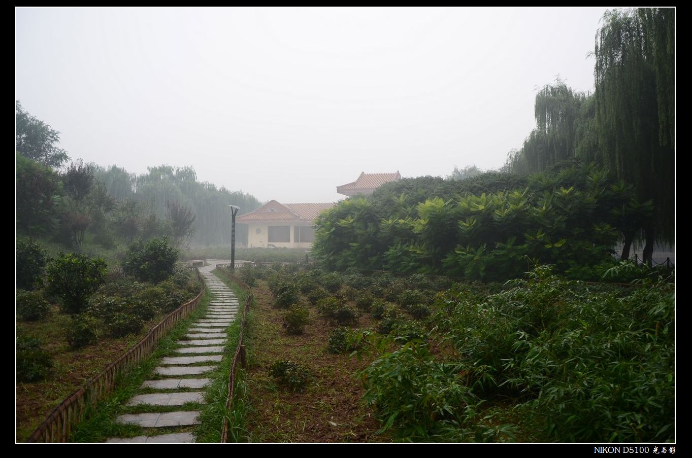 新蕾雾晨静悄悄
