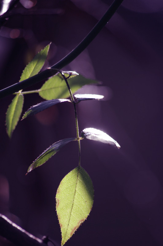 [原创]雪后小情