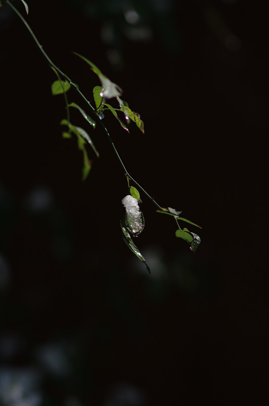 [原创]雪后小情---马夹河畔随拍