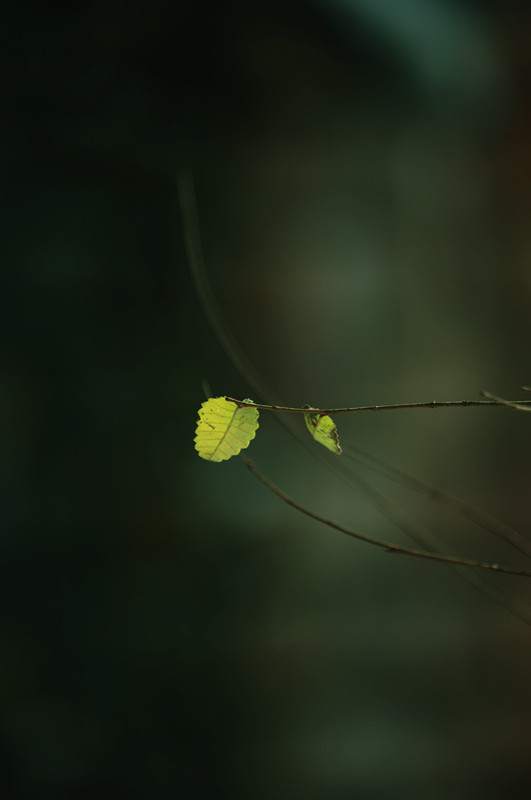 [原创]雪后小情---马夹河畔随拍