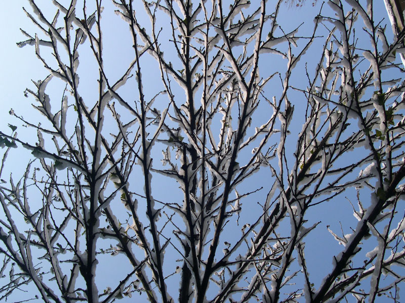 雪中，校园那课木槿树