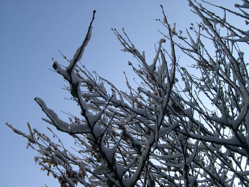 雪中，校园那课木槿树