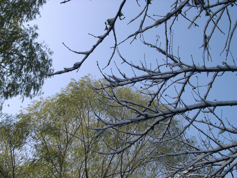 雪中，校园那课木槿树