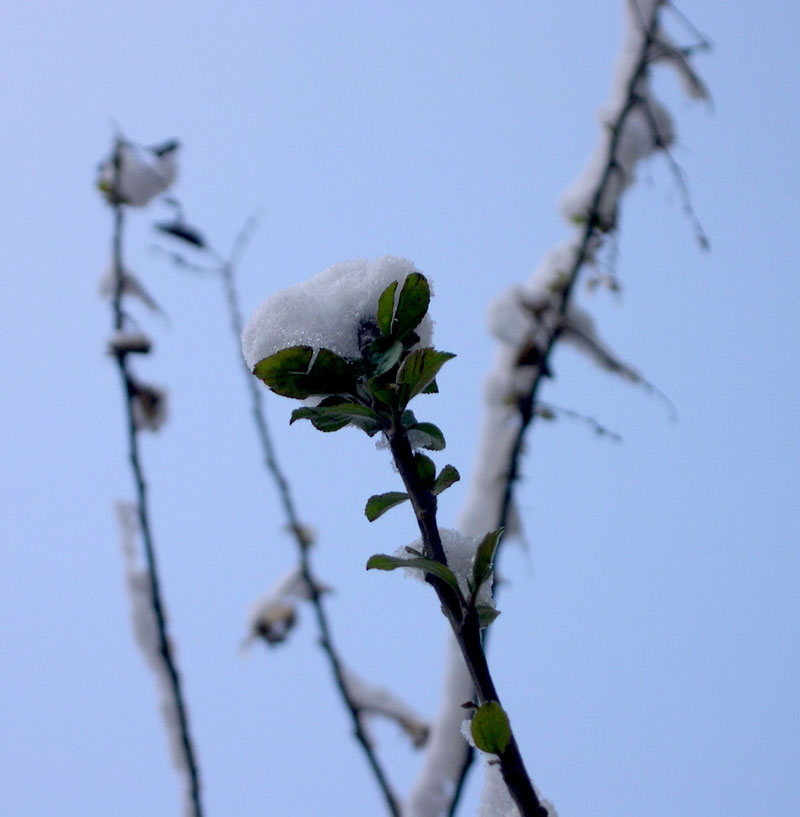 雪中，校园那课木槿树
