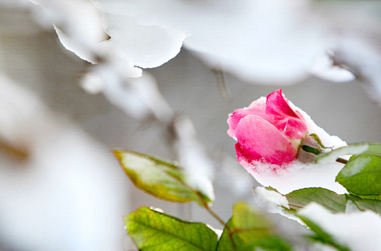 2011年第一场雪 比以往来得更晚一些