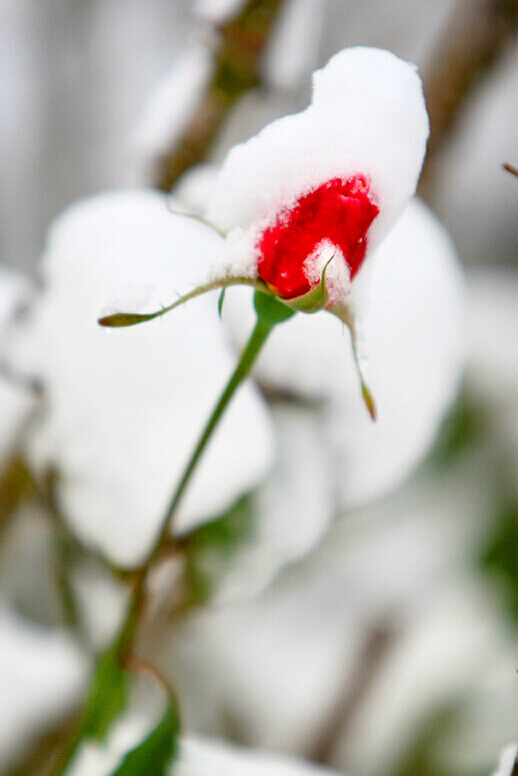 2011年第一场雪 比以往来得更晚一些