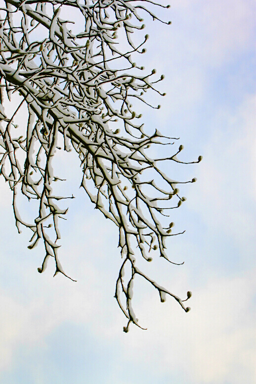 2011年第一场雪 比以往来得更晚一些