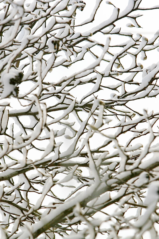 2011年第一场雪 比以往来得更晚一些