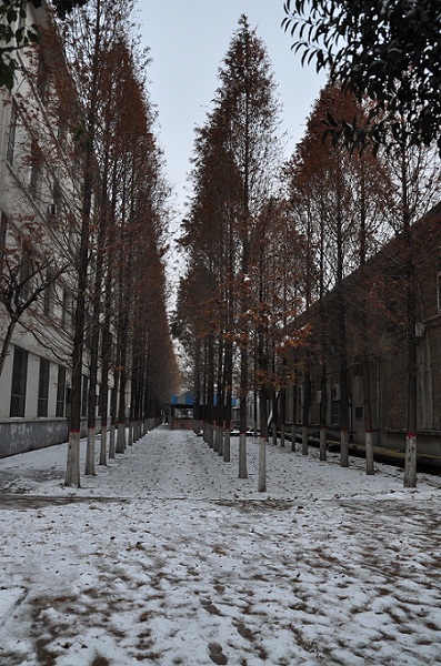 瑞雪兆丰年