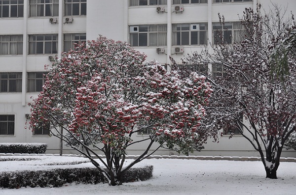 瑞雪兆丰年