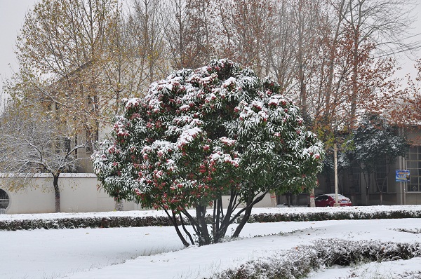 瑞雪兆丰年