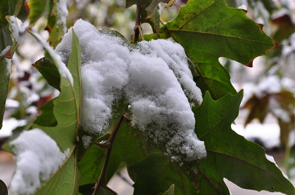 瑞雪兆丰年