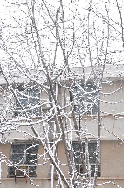 瑞雪兆丰年