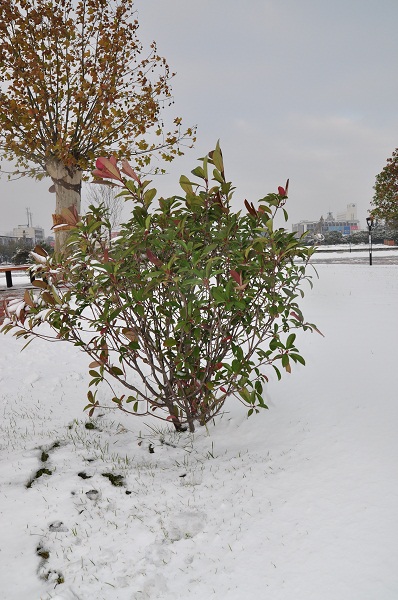 瑞雪兆丰年
