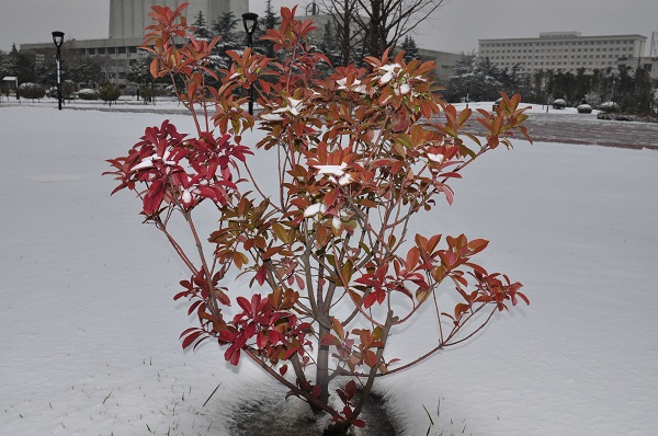 瑞雪兆丰年