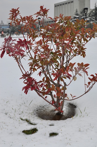 瑞雪兆丰年