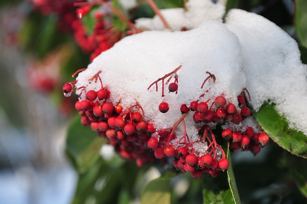 瑞雪兆丰年