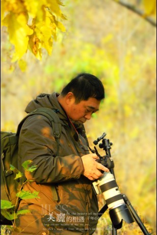 柿子红叶三